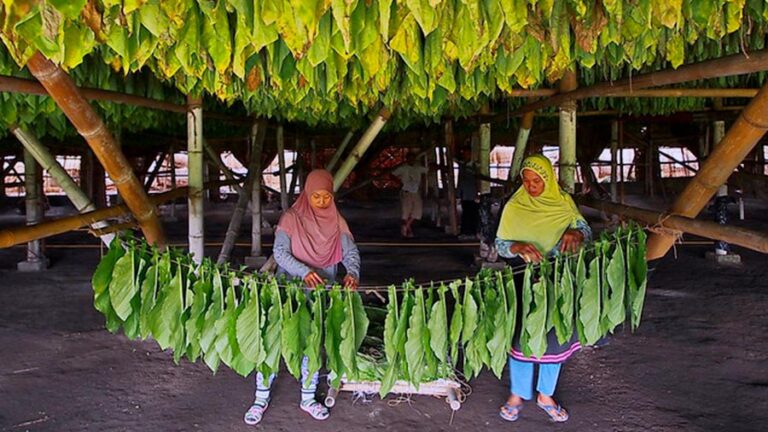 Inilah 5 Manfaat Tembakau Yang Jarang Diketahui Thinkway