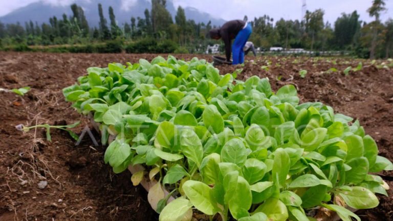 Semangat Petani Tembakau Lereng Sumbing Memasuki Masa Tanam Thinkway