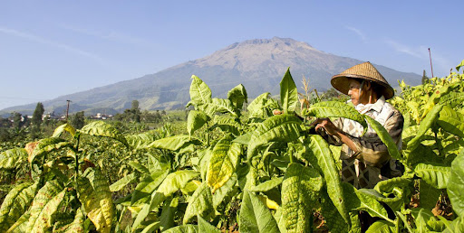Desa Tlilir Temanggung, Penghasil Tembakau Terbaik di Dunia