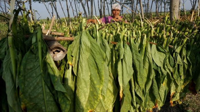 Tobacco Production Indonesia Highly Dependent on Weather Conditions
