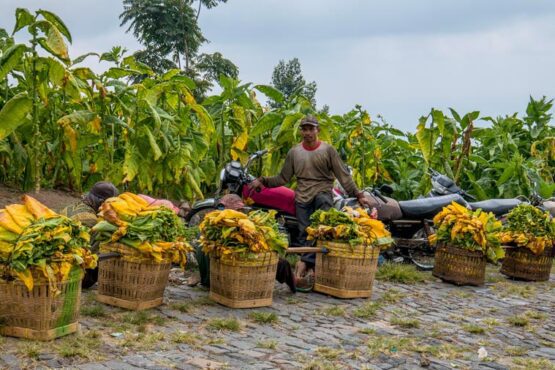 5 Kecamatan Produsen Tembakau Terbesar di Temanggung yang Paling Berkembang