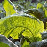 Waktu yang Tepat Minum Kopi Saat Menjalankan Ibadah Puasa