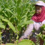 Gus Dur: Sang Guru Bangsa, Sang Bapak Tionghoa Indonesia