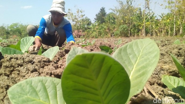 Petani Grobogan Pilih Tanam Tembakau daripada Jagung