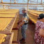 Mengenal Kemarau Basah yang Bikin Petani Tembakau Resah Setiap Musim