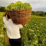 Benarkah Menggunakan Cangklong Mulai Ditinggalkan? Intip Apa Kegunaannya