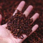 Mau Healing, ke Bojonegoro Ajah!