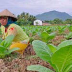 Penasaran Cara Budidaya  yang Dilakukan Petani Tembakau, Berikut Tipsnya