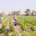 Dampak Aturan Produk Tembakau terhadap Ekonomi Indonesia