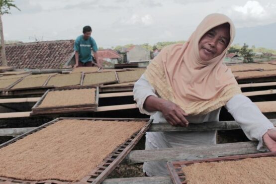 Desa Sukasari, Pusat Produksi Bahan Baku Tembakau Mole di Tahun 2023 (Foto: Saeful Malik/Jabar Ekspres)