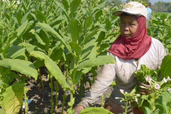 Divine Kretek, Temuan Ilmiah Rokok Sehat Sebagai Kontra Narasi Tehadap Anti Tembakau (Sumber: Lembaga Tembakau Jember)