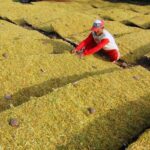 Desa Sukasari, Pusat Produksi Bahan Baku Tembakau Mole di Tahun 2023