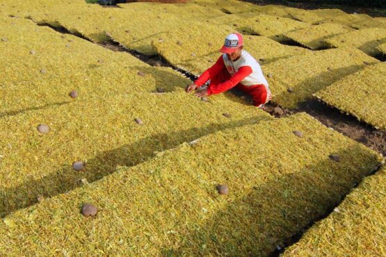 Dukung Petani Tembakau, DPRD Jatim Garap Raperda Pengembangan dan Perlindungan Pertembakauan? (Foto: Saiful Bahri/Antara Foto)