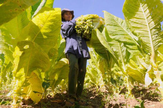 Dukungan Pemerintah Filipina Diperlukan untuk Petani Tembakau di COP (Foto: Tobacco Reporter)