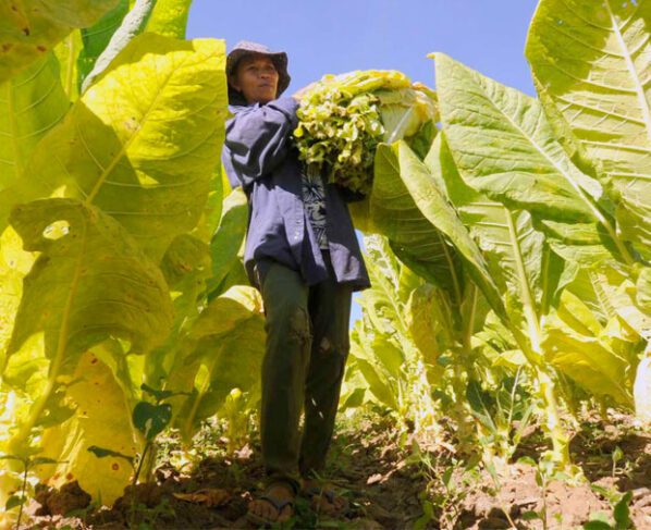 Dukungan Pemerintah Filipina Diperlukan untuk Petani Tembakau di COP (Foto: Tobacco Reporter)