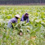 Menelisik Puntung Rokok yang Memiliki Manfaat dan Bernilai Jual Tinggi