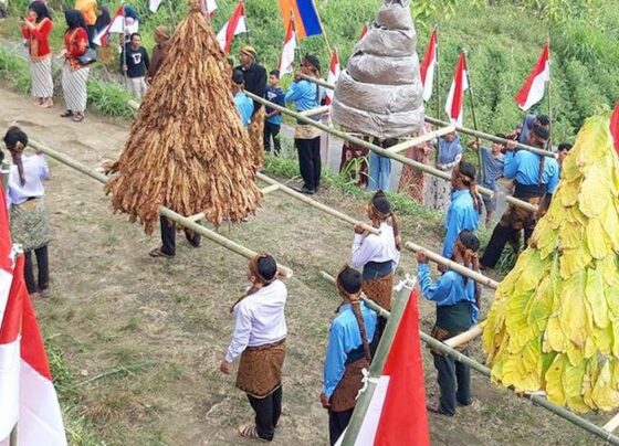 Gunungan Tembakau dan 77 Bendera, Cara Unik Petani Tembakau di Boyolali Peringati Kemerdekaan Indonesia (Sumber Jarmaji/DetikJateng)