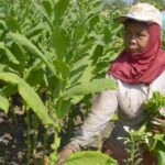 Khaini, Tembakau Kunyah India yang Laris Manis hingga ke Rusia