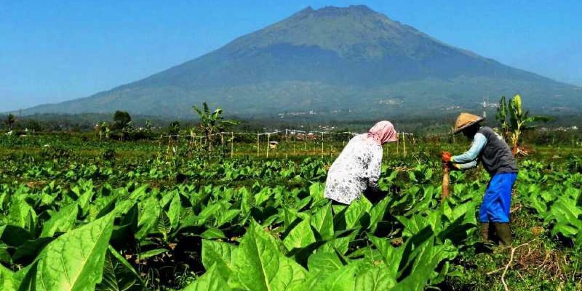 Panen tembakau di lereng gunung