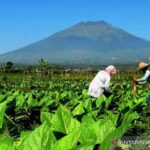 Walikota Pekalongan Mencicipi Menggunakan IQOS Alternatif Merokok dengan Resiko Kesehatan Lebih Rendah