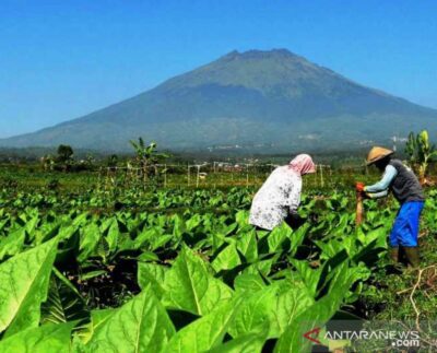 Panen tembakau di lereng gunung