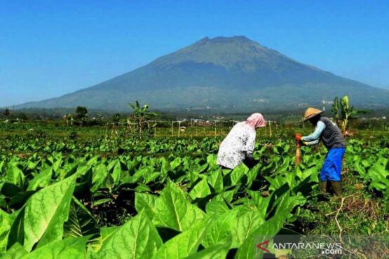 Panen tembakau di lereng gunung