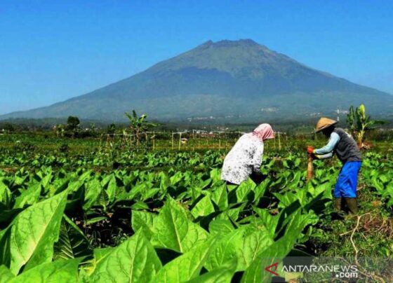 Panen tembakau di lereng gunung