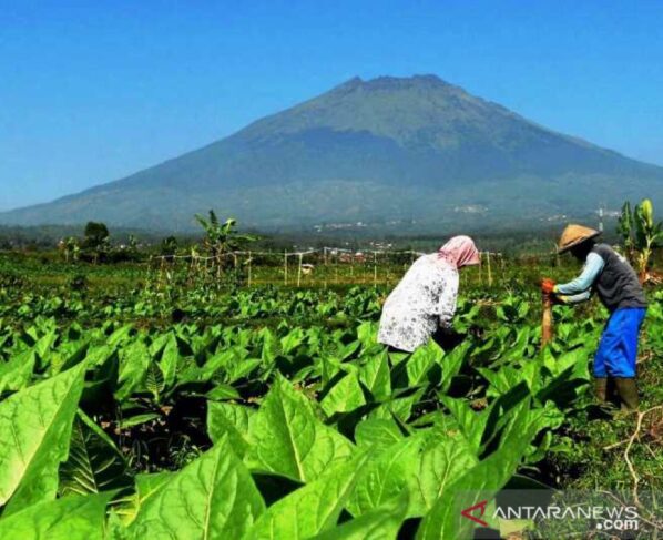 Panen tembakau di lereng gunung