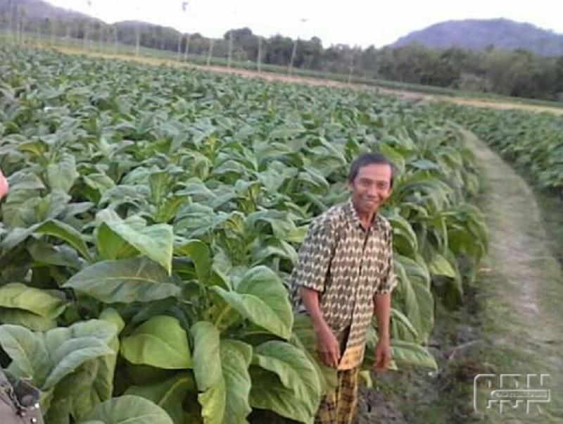 Petani di Lombok Optimistis Harga Tembakau Lebih Baik