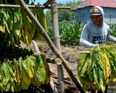 Hujan, Jombang, dan Tembakau yang Pernah Menghidupkan (Sumber ANTARA FOTO - Syaiful Arif)