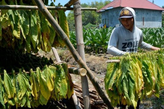 Hujan, Jombang, dan Tembakau yang Pernah Menghidupkan (Sumber ANTARA FOTO - Syaiful Arif)