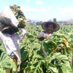 Ramai-Ramai Menolak RPP Kesehatan Pasal Pertembakauan Larangan Zonasi 200 Meter, Aturan Meresahkan dan Mengancam Usaha Kecil