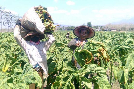 Petani tembakau di Sumenep