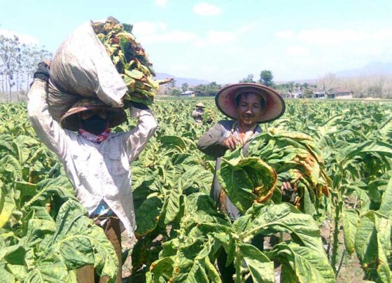 Petani tembakau di Sumenep