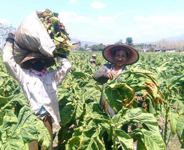 Petani tembakau di Sumenep