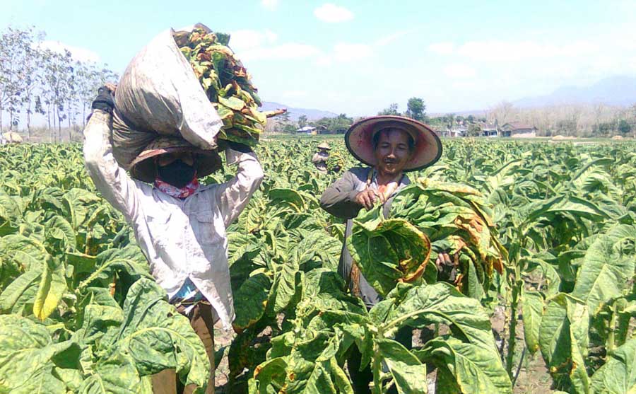 Petani tembakau di Sumenep