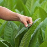 150 Ribu Pekerja Pabrik Rokok Terancam PHK: Dampak RPP Kesehatan pada Ekosistem Pertembakauan