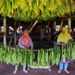 Mengenal Kemarau Basah yang Bikin Petani Tembakau Resah Setiap Musim