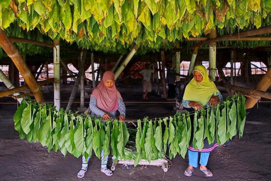 Inilah 5 Manfaat Tembakau yang Jarang Diketahui