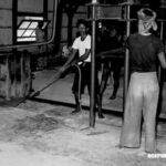 Semangat Petani Tembakau Lereng Sumbing Memasuki Masa Tanam