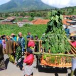 Peneliti Thailand Membuat Antibodi Antikanker Berbasis Tembakau