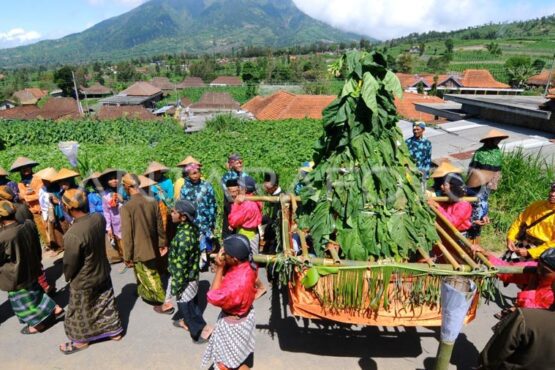 Jelang Panen, Beginilah Ritual Malam dan Perayaan Tungguk Tembakau di Boyolali