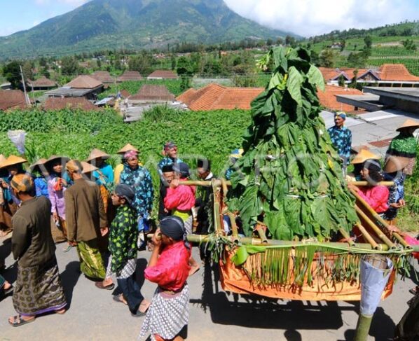 Jelang Panen, Beginilah Ritual Malam dan Perayaan Tungguk Tembakau di Boyolali