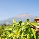 Mahasiswa Belajar Mengenal Tembakau Lembutan Khas Temanggung
