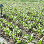 Tanjungsari: Pasar Tembakau yang Eksis Saingan Bremen di Jerman