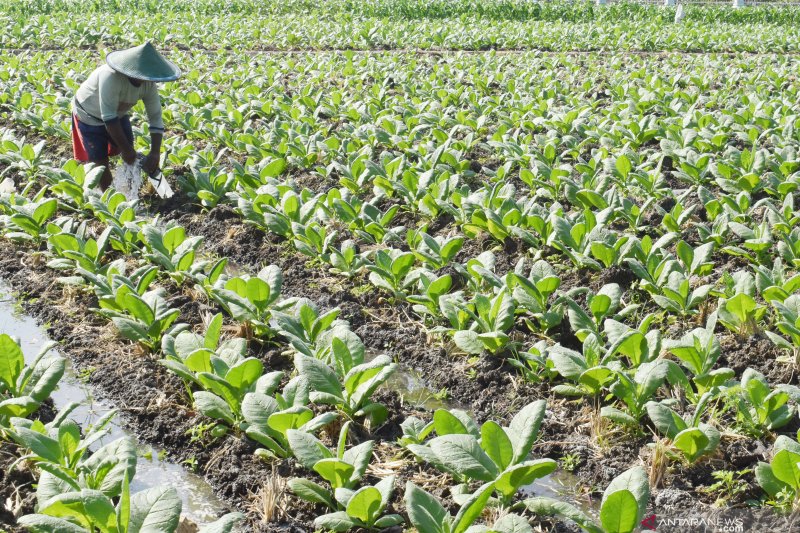 Kebun tembakau