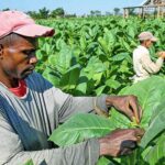 Tembakau Dominika dan Cerutu Ligero yang Khas