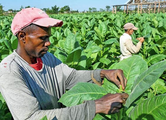 Kuba, Penghasil Cerutu Terbaik dan Kebangkitan Petani Tembakau