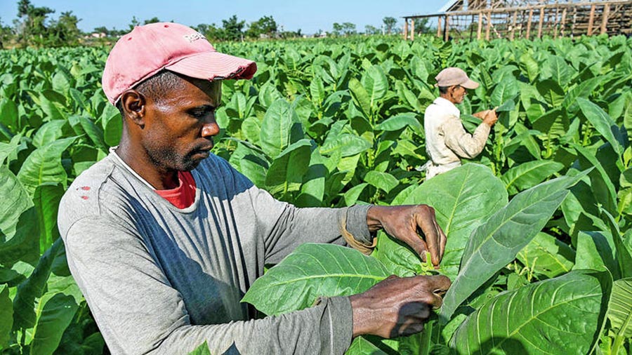 Kuba, Penghasil Cerutu Terbaik dan Kebangkitan Petani Tembakau