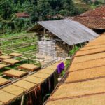 Festival Tembakau Kebumen Membuka Potensi Ekonomi di Desa Karanggayam